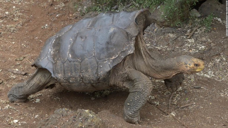 ガラパゴス諸島に派遣され繁殖活動に貢献したゾウガメの「ディエゴ」/RODRIGO BUENDIA/AFP/Getty Images