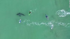 サーファーの横をサメが遊泳、ドローンで撮影　南ア