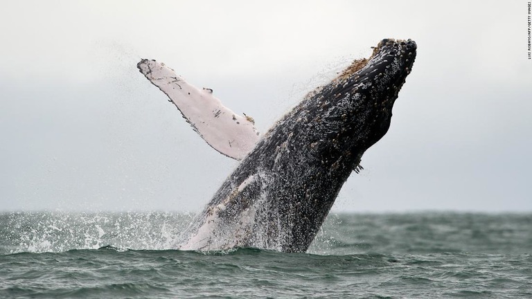 米アラスカ州沖で小型ボートがザトウクジラに衝突し一家４人が負傷した/LUIS ROBAYO/AFP/Getty Images