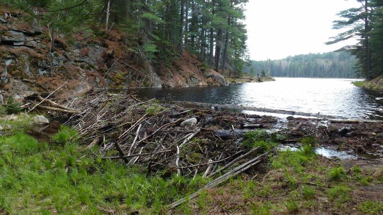 ビーバーが切り倒した木々で水がせき止められ、新たなダム湖が生まれる