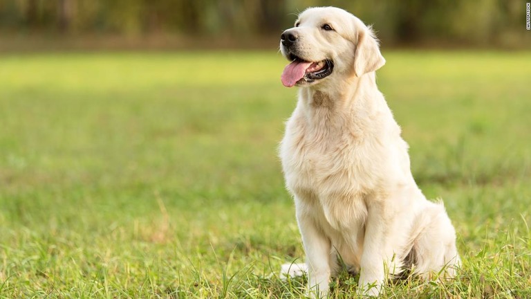 犬と人間では年齢ごとの成長ペースが異なるとの研究結果が発表された/Shutterstock