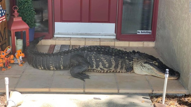 民家の玄関前に体長約２．６メートルのワニが寝そべっているのが見つかる出来事があった/Croc Encounters