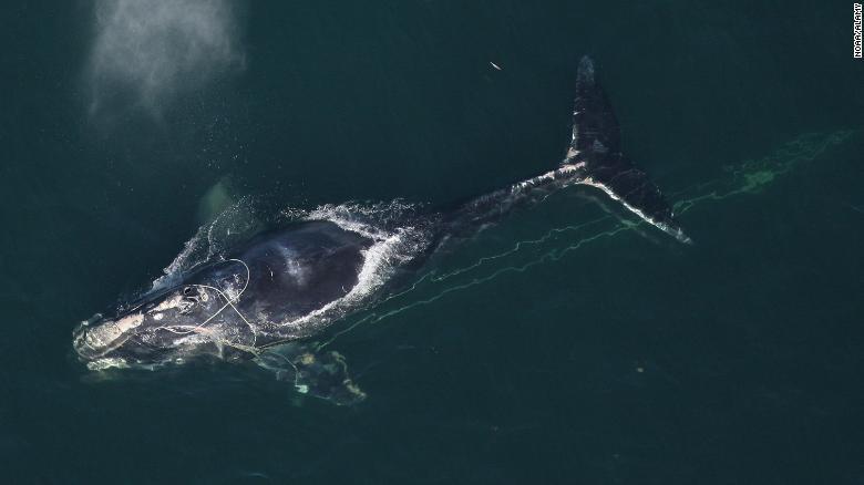 米フロリダ沖で漁網に絡まりながら泳ぐタイセイヨウセミクジラ/NOAA/Alamy