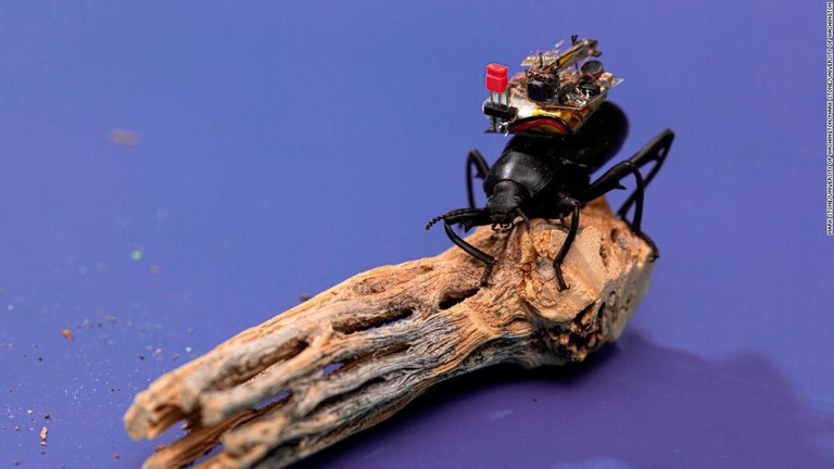 甲虫の背に取り付けられる超小型のカメラを米大学の研究者が開発した/Mark Stone/University of Washington