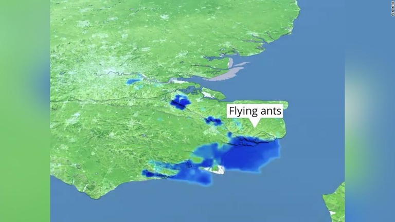 雨でなく羽アリの大群が英国で観測された/Met Office