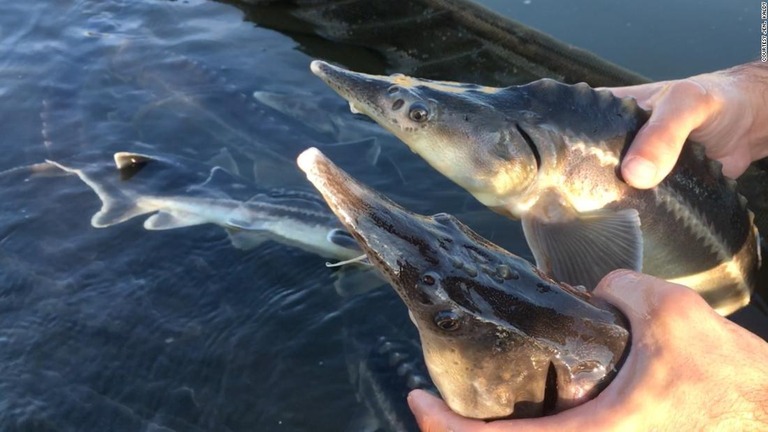 ハンガリーで絶滅が危惧されるチョウザメの交配種が偶然誕生した/Courtesy Jenő Káldy