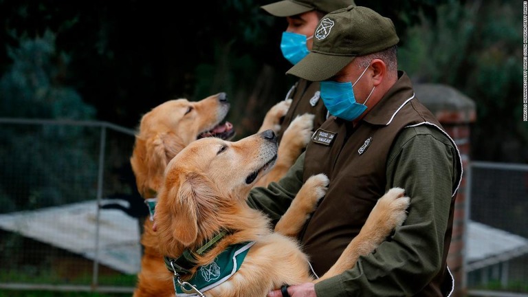 南米チリで新型コロナウイルスの「臭い」を検知する犬の訓練が行われている/Marcelo Hernandez/Getty Images South America/Getty Images