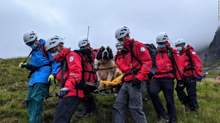 体重約５５キロのセントバーナード犬「デイジー」が救出される出来事があった/Wasdale Mountain Rescue