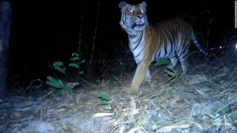 タイには約１６０頭の野生のトラが生存していると推定される/DNP/Panthera/ZSL/USFWS/ASECF
