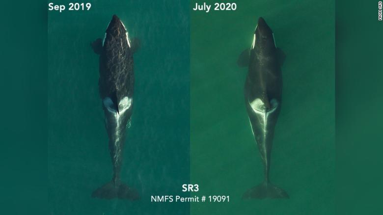妊娠した別のシャチ（Ｌ７２）の空撮画像＝２０１９年９月（写真左）、２０年７月（右）/From SR3