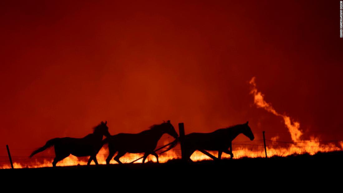 首都キャンベラでの森林火災の近くにいた馬=2月1日/Brook Mitchell/Getty Images