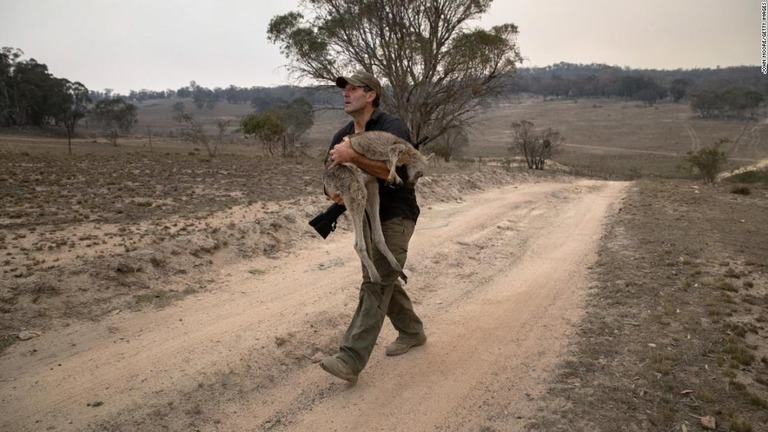 森林火災から救出されたカンガルー/John Moore/Getty Images