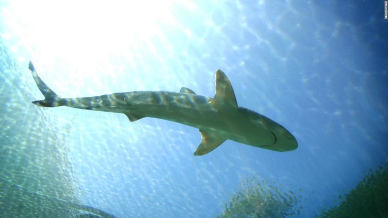 米フロリダ州海岸でサーファーがサメに襲われた（画像は資料写真）/istockphoto