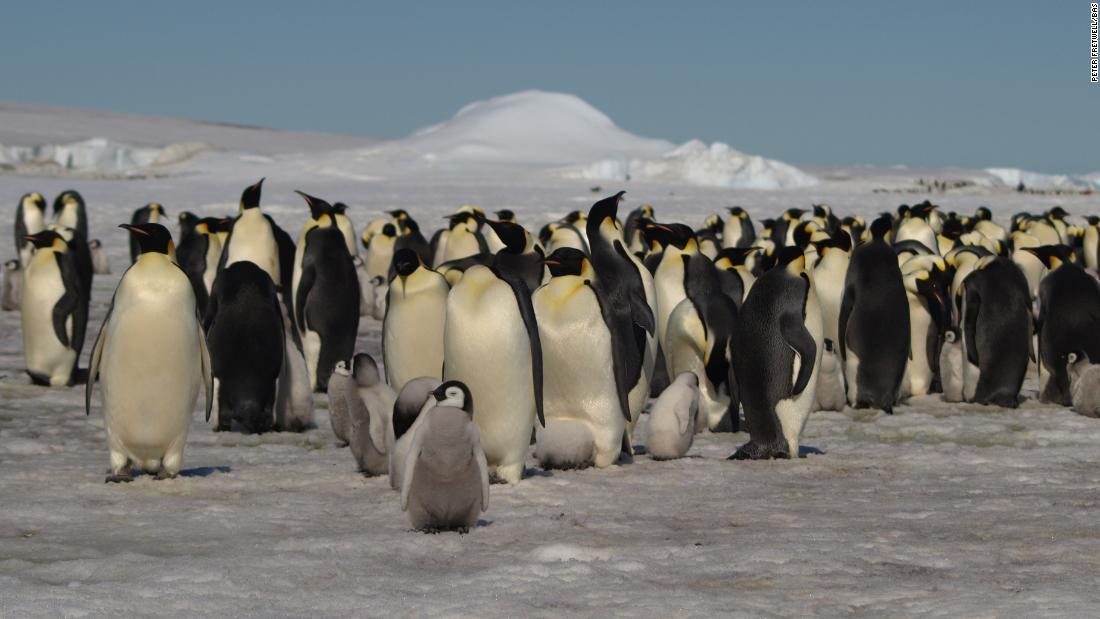 南極大陸にコウテイペンギンの新たなコロニー 衛星画像で発見