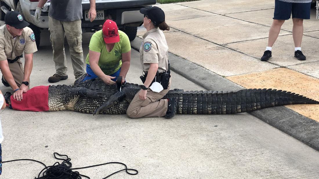 巨大ワニが4歳女児に接近、父親のとっさの行動で難逃れる 米