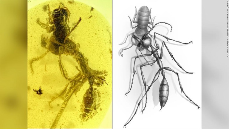 獲物を捕らえたままの姿で９９００万年前の琥珀に閉じ込められた「地獄アリ」/NJIT/Chinese Academy of Sciences and University of Rennes, France