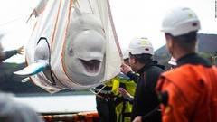 シロイルカの引っ越し大作戦、中国の水族館からアイスランドの保護区へ