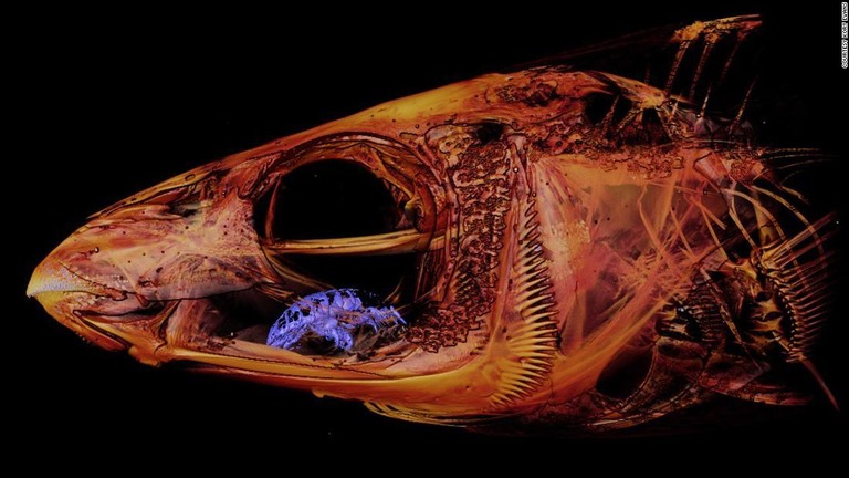 ベラ科の魚の口の中に隠れていた寄生生物のウオノエ（写真の紫）/Courtesy Kory Evans