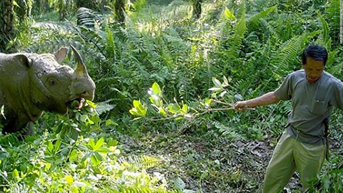 マレーシア最後のスマトラサイのオス「タム」。２０１９年に死んだ/Borneo Rhino Alliance/Instagram