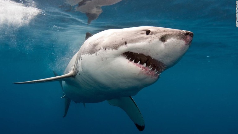 オーストラリア沖で、サーファーの男性が女性を襲ったホホジロザメを殴って撃退した/Rajat Kreation/Shutterstock