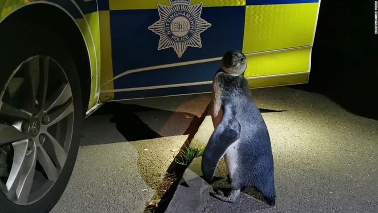 警察はこのペンギンに「ポーポー」というニックネームを付けた/Nottinghamshire Police