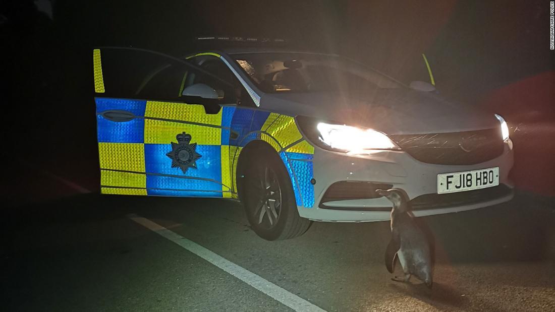 ポーポーは約1.6キロ離れた家から逃げ出していた/Nottinghamshire Police