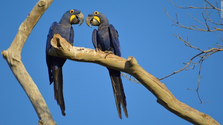 ブラジルで火災があり、コンゴウインコの絶滅が危惧されている/Arara Azul Institute