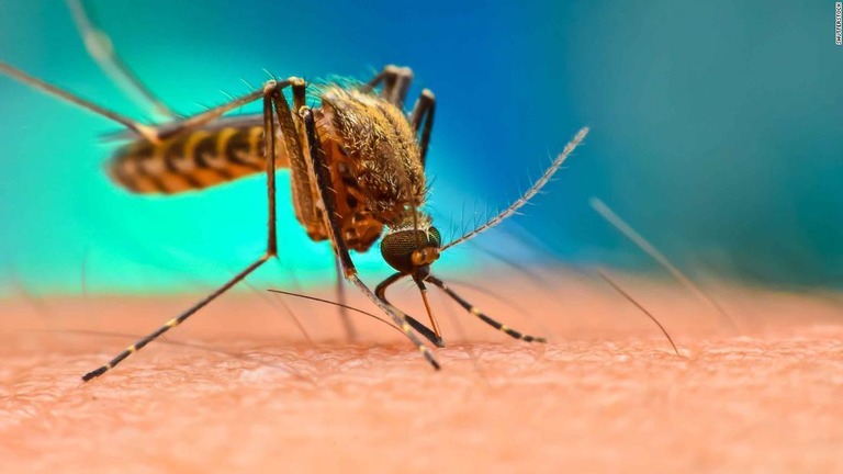 遺伝子操作した蚊を米フロリダ州のフロリダキーズで放つ計画が正式承認された/Shutterstock