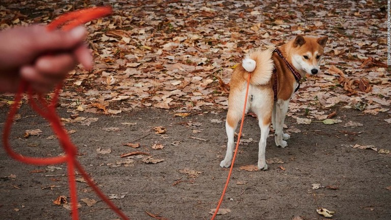 ドイツで犬の散歩の頻度や時間などを具体的に盛り込んだ法案が発表された/Annette Riedl/picture alliance/Getty Images
