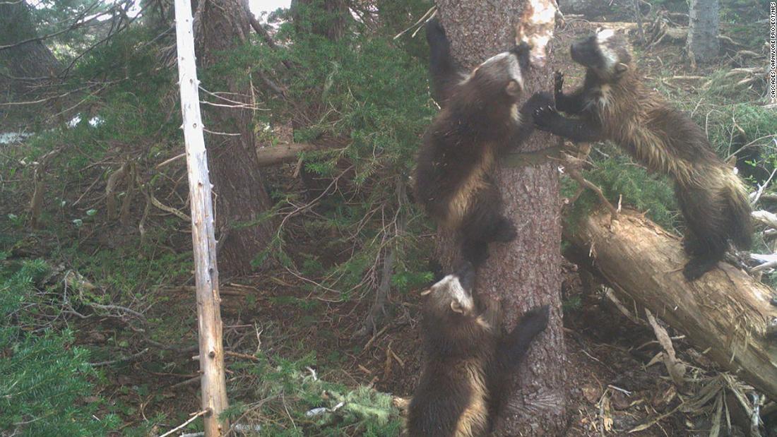 Cnn Co Jp 希少動物のクズリ 約１００年ぶりに生息確認 米マウントレーニア国立公園