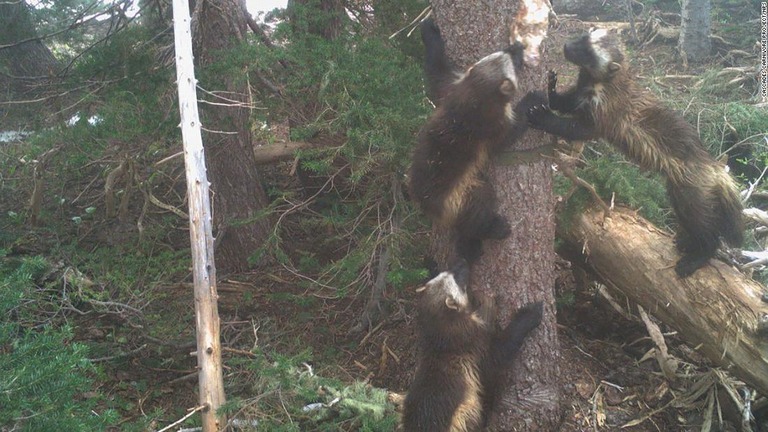 米ワシントン州のマウントレーニア国立公園で肉食動物のクズリ３頭が発表された/Cascades Carnivore Project/NPS