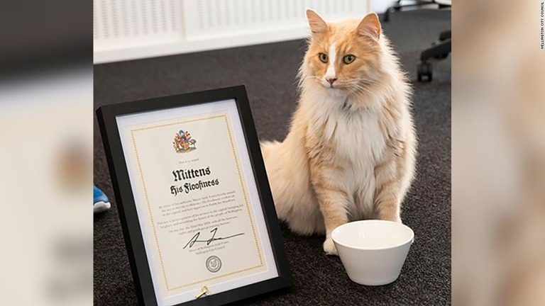「今年のニュージーランダー」の候補に猫が選ばれた/Wellington City Council