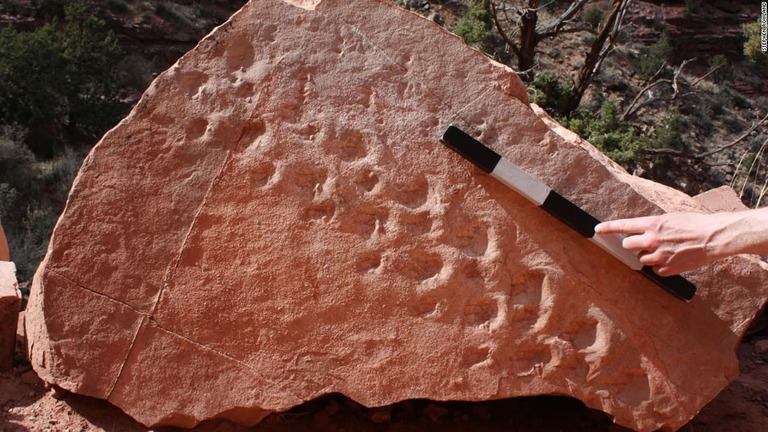 グランドキャニオン国立公園で見つかった足跡の化石が約３億１３００万年前の脊椎動物のものだったことがわかった/Stephen Rowland