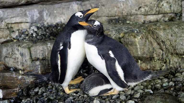 スペインのバレンシアにある水族館でメスのペンギン２羽がともにひなを育てている/From Oceanogràfic Valencia 