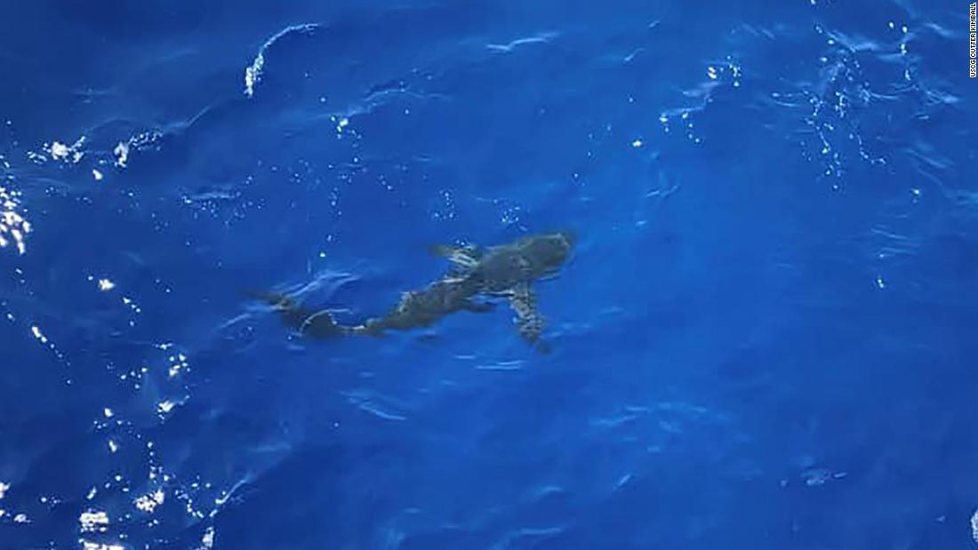 近づいてきたサメもけがはなかったとみられている/USCG Cutter Kimball