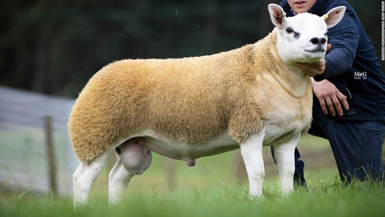 「ダブル・ダイヤモンド」と名付けられたテクセル種の子羊が史上最高額で落札された/Catherine MacGregor/Texel Sheep Society