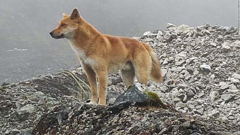 ニューギニア島の高地に住む「ハイランド・ワイルド・ドッグ」は、生息地が失われたり、野犬と交わったりして絶滅したと考えられていた/New Guinea Highland Wild Dog Foundation