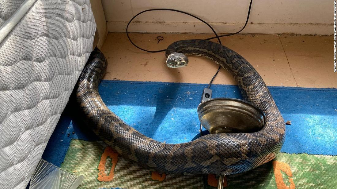 ヘビ捕獲業者のスティーブン・ブラウンさんは、この２匹は「私が見た中で最も太いヘビだ」と語っている/Courtesy Brisbane North Snake Catchers and Relocation