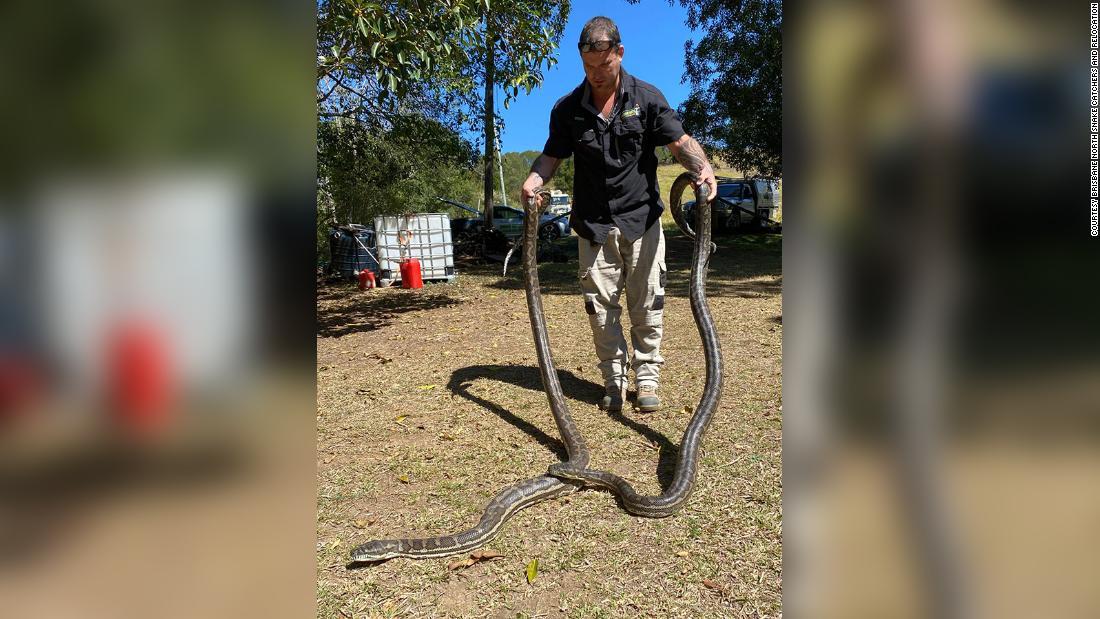 ヘビは発見された男性の自宅から１キロほど離れた公有林に放された/Courtesy Brisbane North Snake Catchers and Relocation