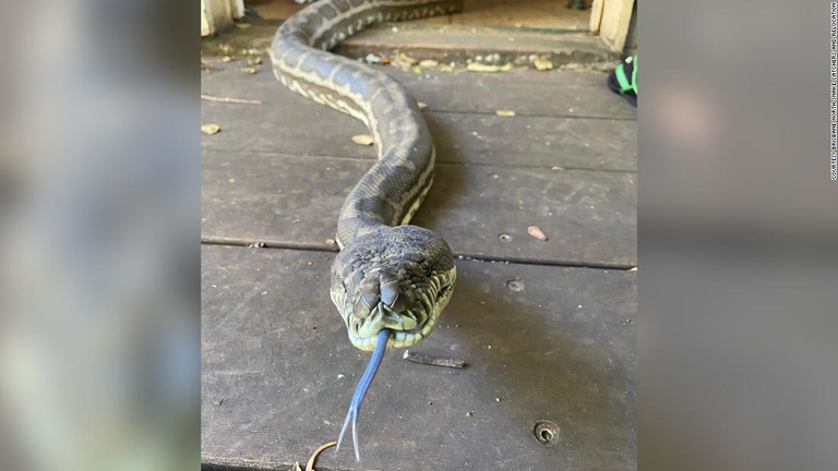 オーストラリア東部ブリスベンの民家で、２匹の大ヘビが発見された/Courtesy Brisbane North Snake Catchers and Relocation
