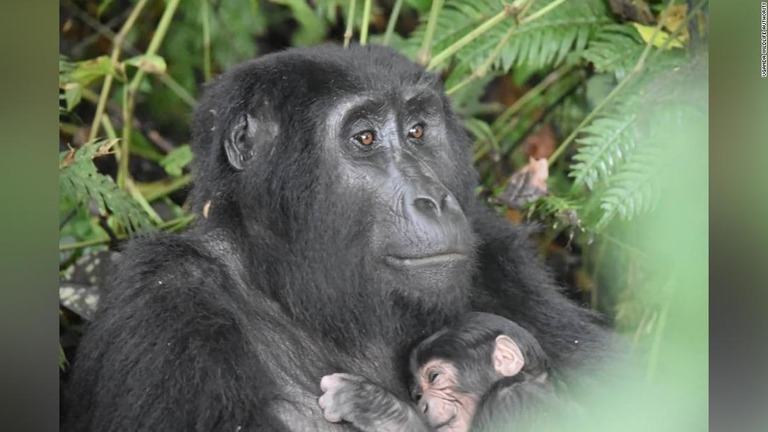 ウガンダのブウィンディ原生国立公園で今年に入り７頭の赤ちゃんゴリラが誕生した/Uganda Wildlife Authority