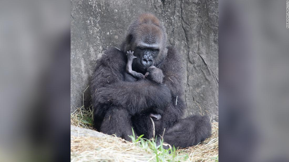 Cnn Co Jp 絶滅危惧種のゴリラの赤ちゃん 生後６日で死ぬ 米動物園