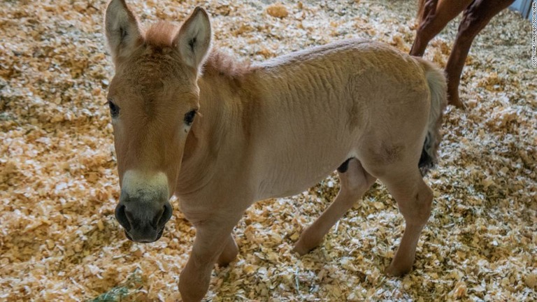 米テキサス州で誕生したクローンのモウコノウマ。成長後はサンディエゴ動物園に移される見通し/Scott Stine/San Diego Zoo Global