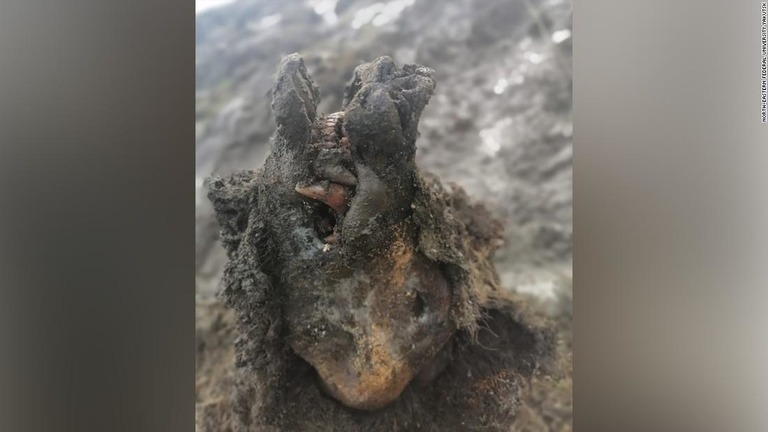 ロシア北極圏で発見されたホラアナグマの死骸。内臓を含めて完全な状態で見つかった/North-Eastern Federal University Yakutsk