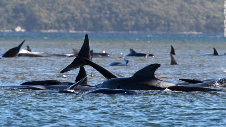 オーストラリア南東部タスマニア島の沿岸部で数百頭のゴンドウクジラが打ち上げられているのが見つかった/Brodie Weeding/Pool/EPA-EFE/Shutterstock