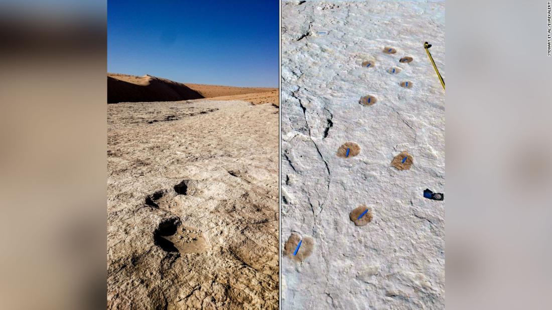 発見されたゾウ(写真左)とラクダ(写真右)の足跡/Stewart et al./EurekAlert!