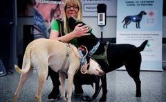 コロナ感染かぎ分ける犬の出動開始、ヘルシンキ空港