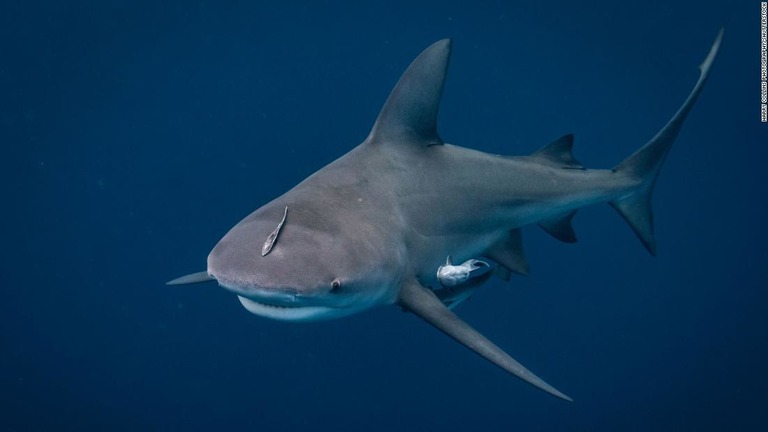 米フロリダ州の沖合を泳ぐオオメジロザメ/Harry Collins Photography/Shutterstock