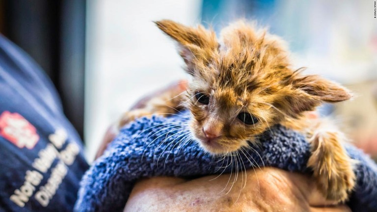 カリフォルニア州の山火事現場で救出された「ベビーヨーダ」似の子猫/B.Davis/IFAW