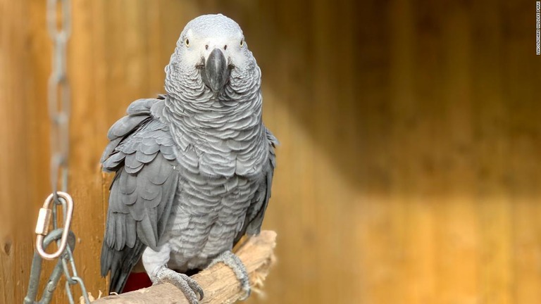 悪態をついた大型インコのヨウムの１羽、エルシー/Lincolnshire Wildlife Park